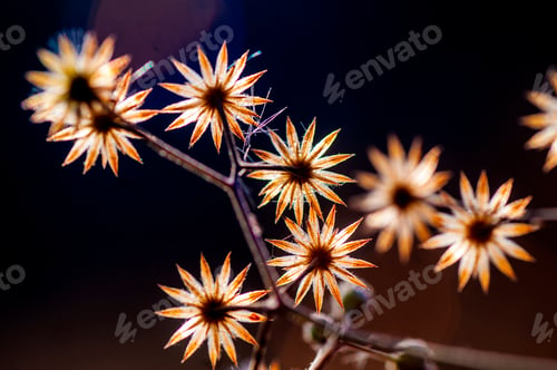 Preview: Wild flower in meadow, grass flower Nature background.