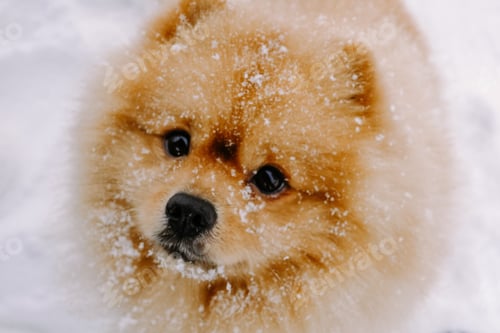 Preview: fluffy dog red spitz playing in the snow in winter