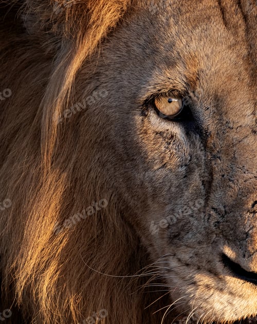 Preview: An upclose portrait of a male lion's face, Panthera leo