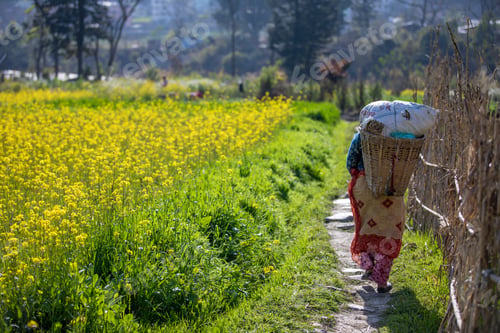 Preview: Mustard field.
