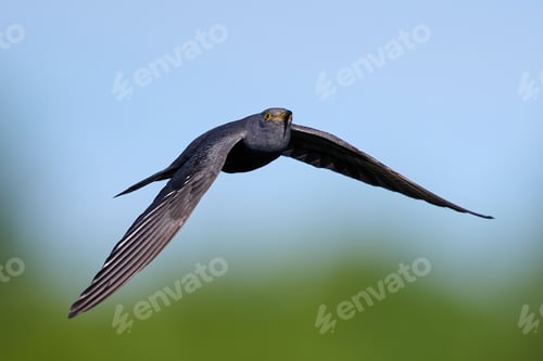 Preview: Common cuckoo (Cuculus canorus)