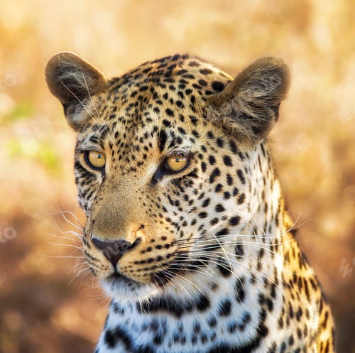 Preview: A Best wildlife sanctuary in the world