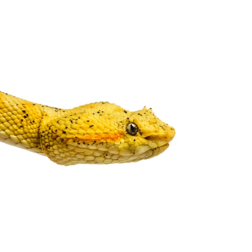 Preview: The eyelash viper, is a venomous pit viper looking at camera against white background
