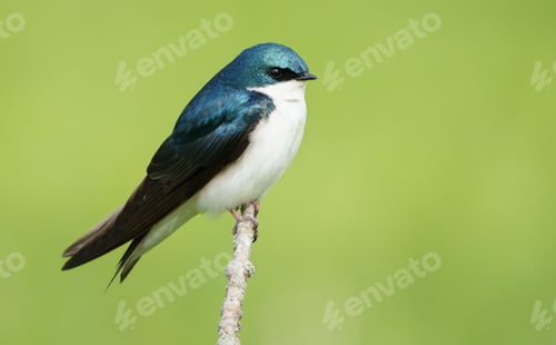 Preview: Closeup shot of a Swallow bird on a tree branch