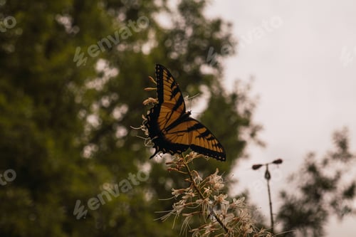 Preview: Vibrant orange and black butterfly atop a green plant stem