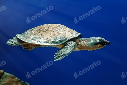 Preview: Sea turtle Carettochelys insculpta swims in blue water among algae