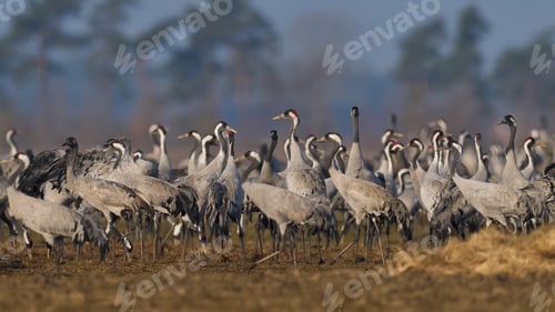 Preview: Common crane (Grus grus)