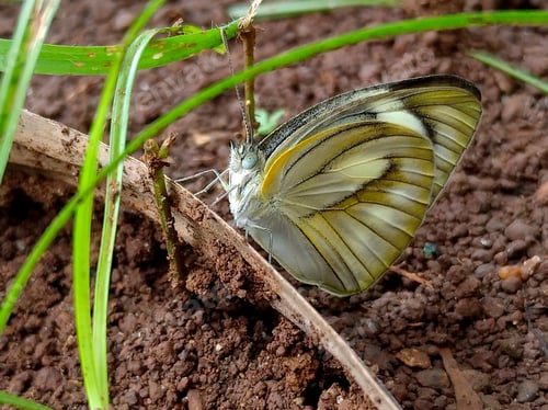 Preview: Appias libythea butterfly