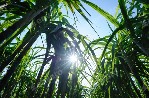 Preview: Sugarcane plants growing at field