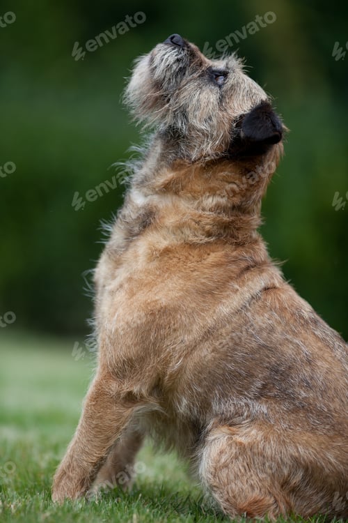 Preview: Border Terrier