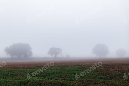 Preview: Foggy autumn morning