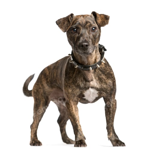 Preview: Mixed-breed Dog standing in front of the camera, Dog, pet, studio photography, cut out