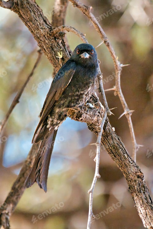 Preview: Black Bird Perched on Tree Branch