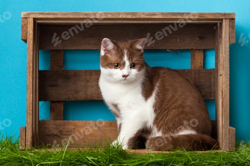 Preview: Beautiful Cat.