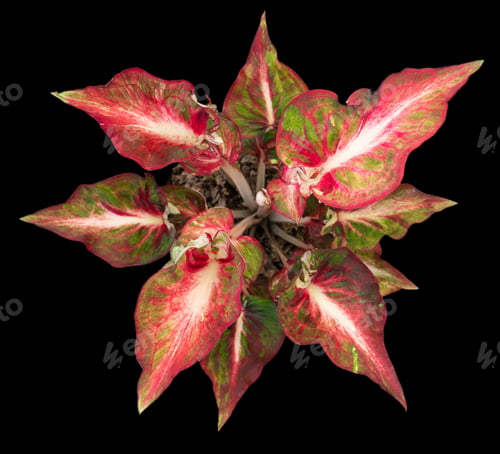 Preview: Beautiful colorful caladium on Black background isolate with clipping path. Queen