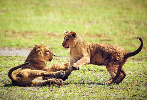 Preview: Small lion cubs playing. Tanzania, Africa
