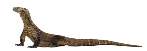 Preview: Profile of a Komodo Dragon isolated on white