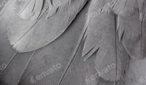 Preview: gray feather pigeon macro photo. texture or background