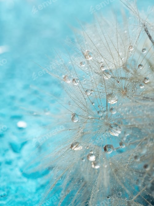 Preview: Natural background. Abstract photo of a large dandelion with drops in close-up in creative processin