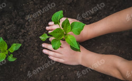 Preview: nature