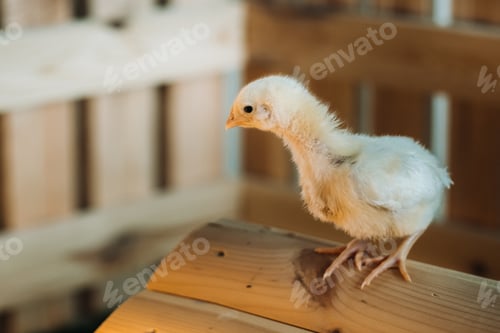 Preview: A small chicken stands on the roof of its house and basks in the sun