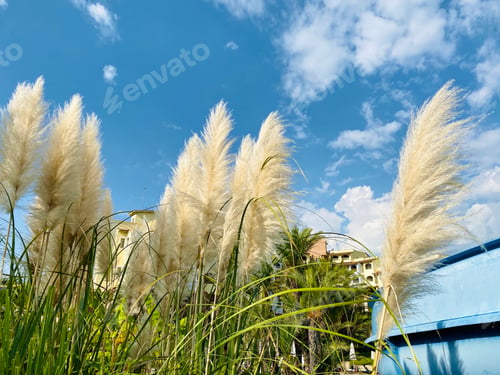 Preview: Dry reed at the blue sky background, reed seeds. Golden reed grass in the sun. Pampas grass