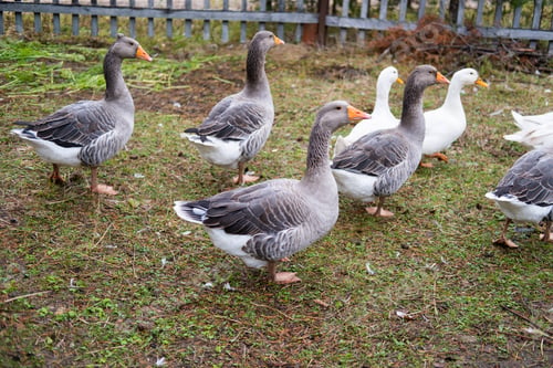 Preview: Domestic geese graze. Geese in a courtyard. Free range poultry farming