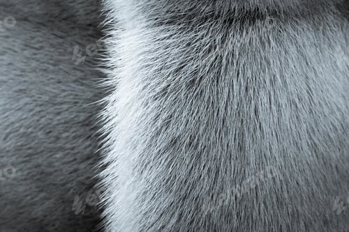 Preview: Silvery Texture Of Fur Of Wild Animals With A Strip For Abstract Backgrounds
