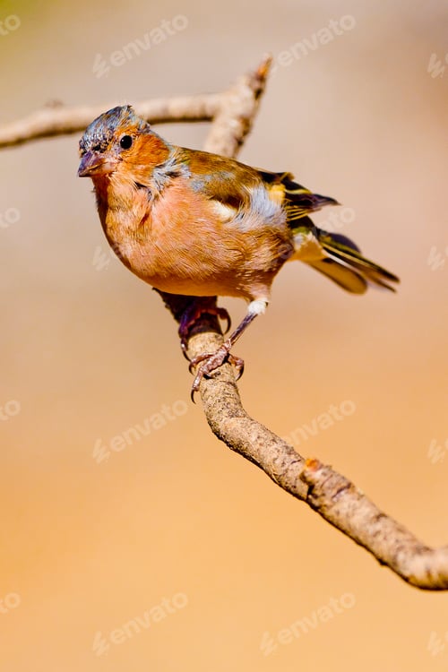 Preview: Chaffinch, Mediterranean Forest, Spain