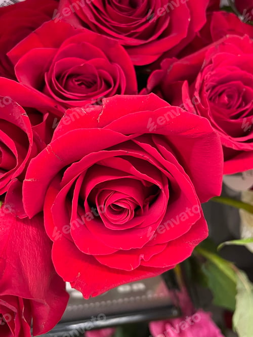 Preview: Red roses
