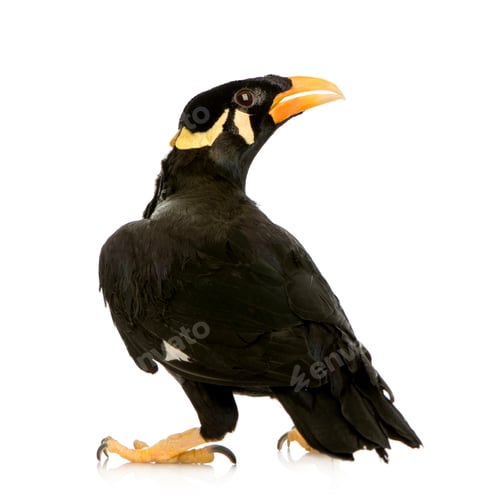 Preview: Common Myna - Acridotheres tristis