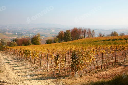 Preview: Vineyard in autumn with yellow leaves and hills in Italy