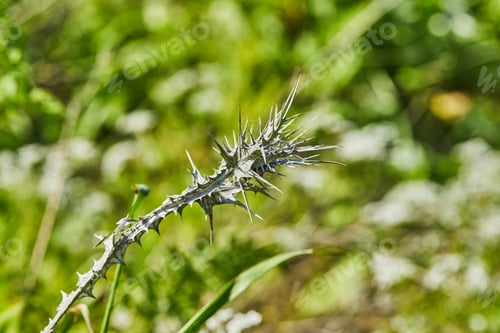 Preview: Dry flowers with thorns on the background of a green field in high resolution