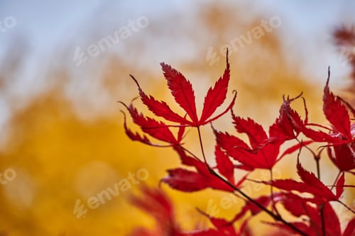 Preview: Trees and forests of all types and seasons