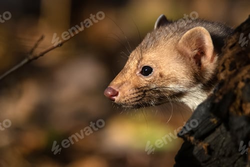 Preview: Beech marten or Martes foina also known as stone marten or white-breasted marten
