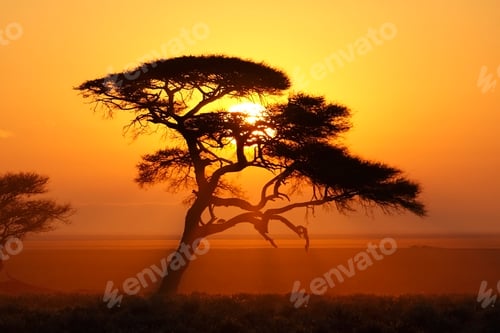 Preview: Etosha National Park - Namibia