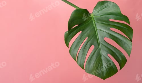 Preview: Tropical leaf monstera on a pink background with copy space. Spring summer concept