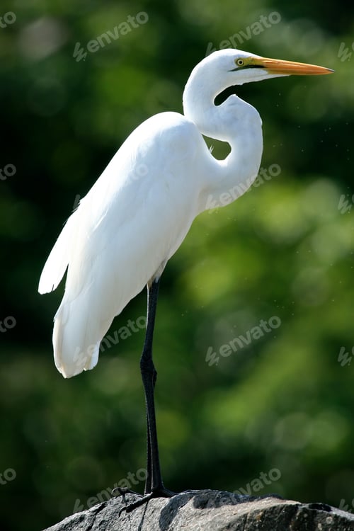 Preview: Great Egret at Lake Victoria - Uganda, Africa