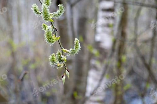 Preview: Young twigs of flowering willow in the spring