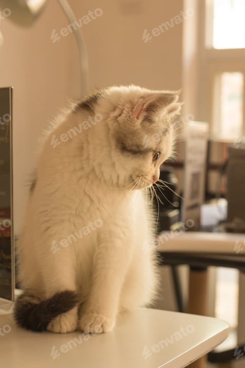 Preview: Closeup of a cute white cat at home
