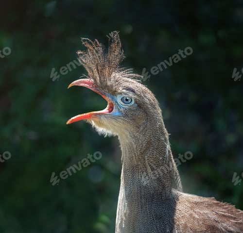 Preview: Red-legged Seriema screaming (Cariama cristata)