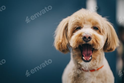 Preview: Maltipoo dog. Portrait of a dog after grooming.