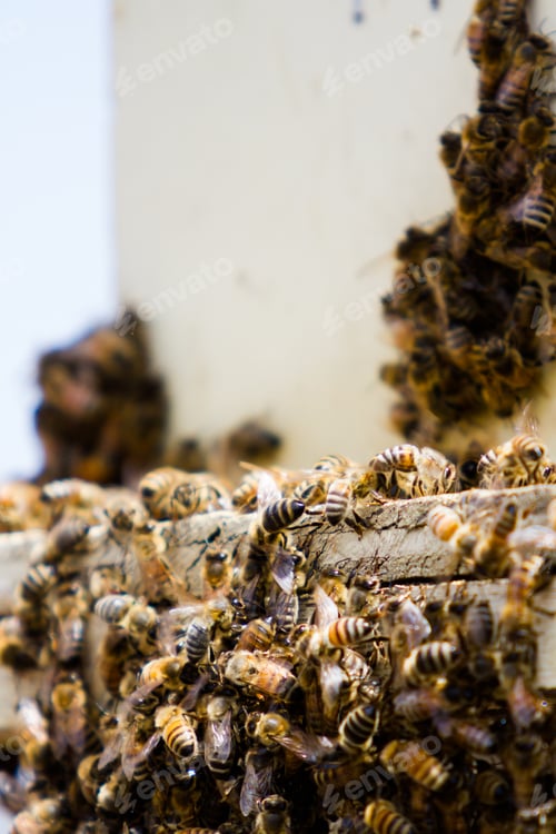 Preview: Beekeeping
