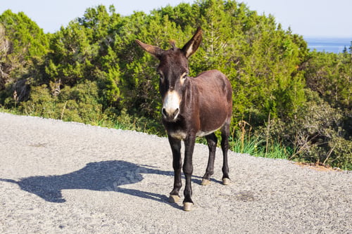 Preview: funny wild donkey