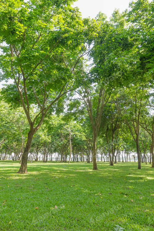 Preview: Public green park