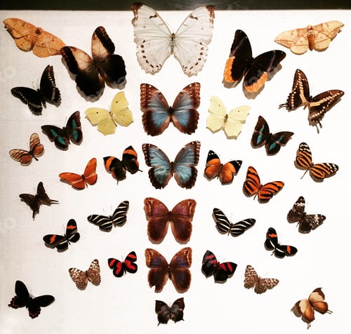 Preview: butterfly collection