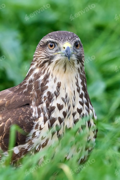 Preview: Common buzzard (Buteo buteo)