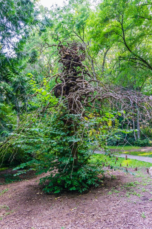 Preview: An Unusual Gnarly Tree At The Seattle Arboretum.
