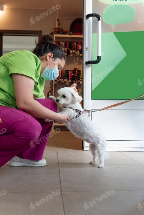 Preview: white breedless dog entering veterinary clinic. woman playing with a dog. pet healthcare