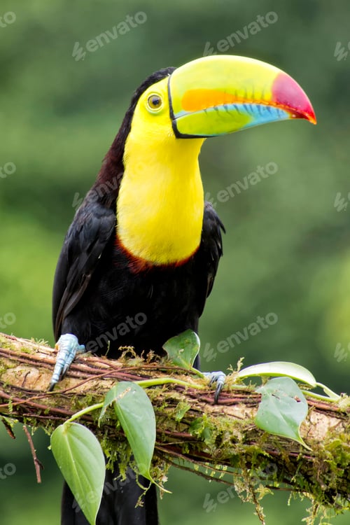 Preview: Keel-billed Toucan, Tropical Rainforest, Costa Rica